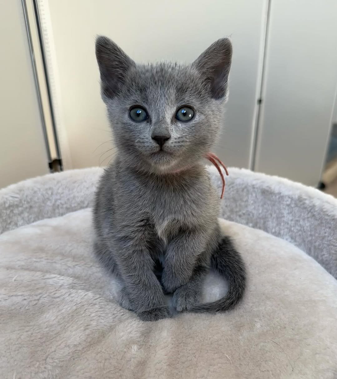 Russian Blue kitten Charlie