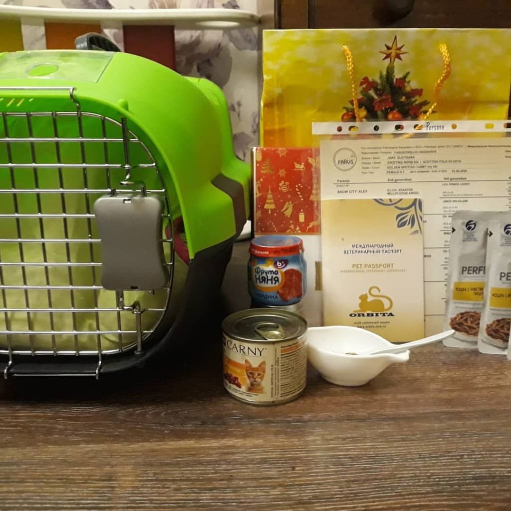 Premium kitten food we feed our Russian Blue kittens