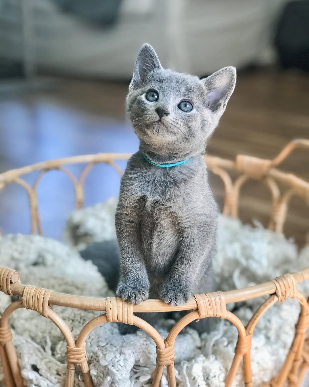 Russian Blue kitten Luna