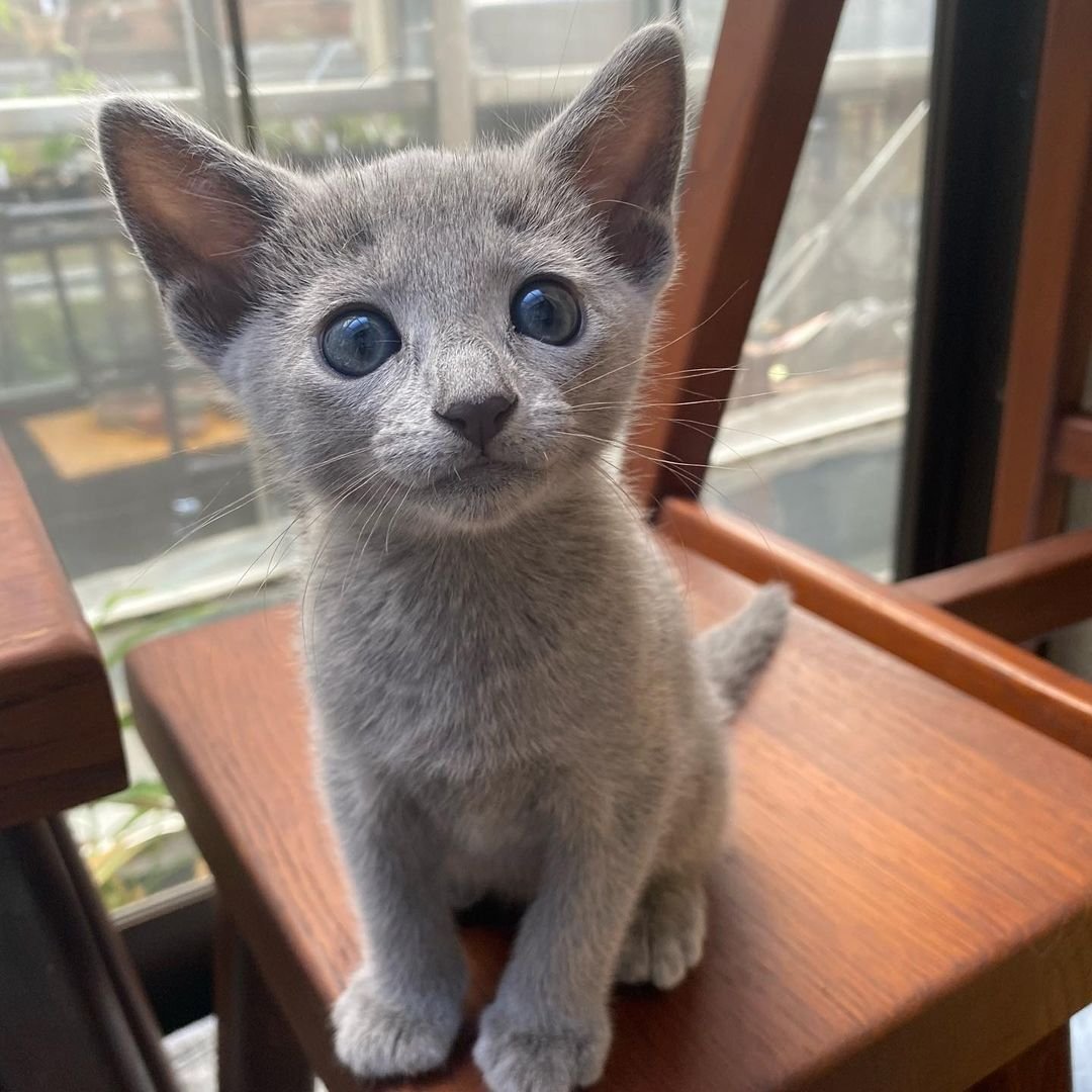 Russian Blue kitten Max