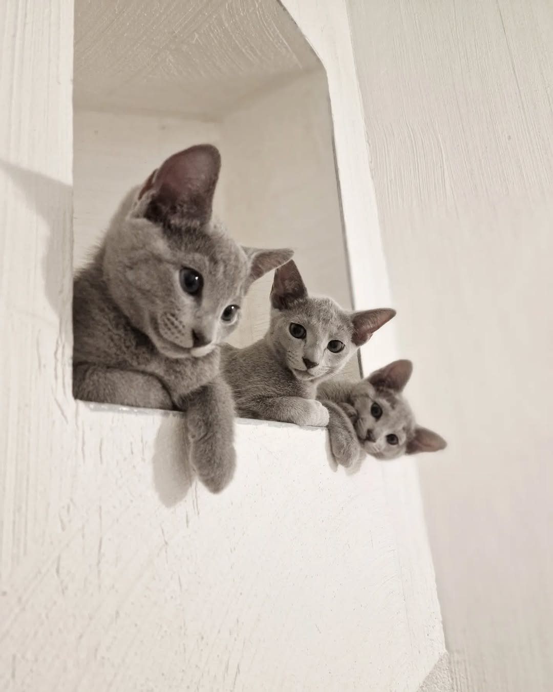 Russian Blue kitten playing and being socialized
